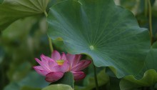 はす（蓮）Nelumbo nucifera (7)