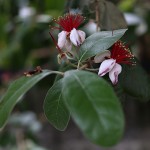 フェイジョアの実 Feijoa sellowiana