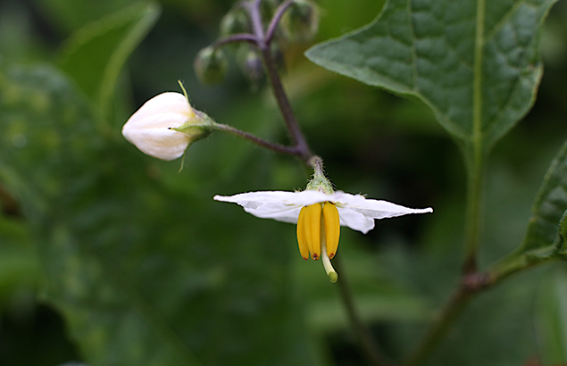 わるなすび（悪茄子）Solanum carolinense (3)