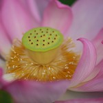 はす（蓮）Nelumbo nucifera (4)