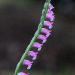 ねじばな（捩花） Spiranthes sinensis var. amoena