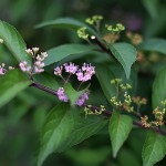 こむらさき（（小紫）Callicarpa dichotoma (3)