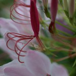 せいようふうちょうそう（西洋風蝶草）Cleome spinosa