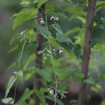 へくそかづら（（屁糞葛）Paederia scandens