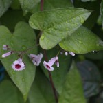 へくそかづら（（屁糞葛）Paederia scandens (3)