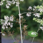 たけにぐさ（（竹煮草）Macleaya cordata (2)