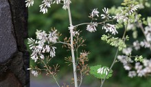 たけにぐさ（（竹煮草）Macleaya cordata (2)