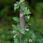 へくそかづら（（屁糞葛）Paederia scandens (12)