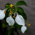 こんろんか（崑崙花）Mussaenda parviflora (3)