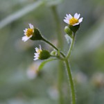 はきだめぐさ（掃溜菊）Galinsoga ciliata (4)