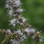 おらんだはっか（（阿蘭陀薄荷）Mentha spicata (1)