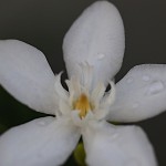 セイロンライティア（Wrightia antidysenterica (2)