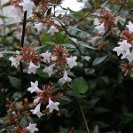 はなぞのつくばねうつぎ（花園衝羽根空木）Abelia × grandiflora