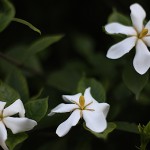 くちなし（（梔子）Gardenia jasminoides