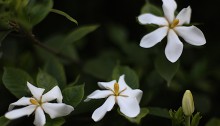 くちなし（（梔子）Gardenia jasminoides