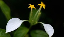 こんろんか（崑崙花）Mussaenda parviflora - バージョン 2