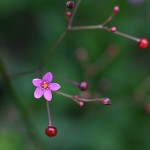 はぜらん（櫨欄）Talinum crassifolium (2)