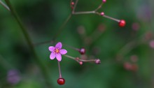 はぜらん（櫨欄）Talinum crassifolium (2)