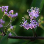 こむらさき（（小紫）Callicarpa dichotoma (1)