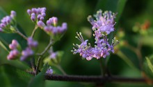 こむらさき（（小紫）Callicarpa dichotoma (1)