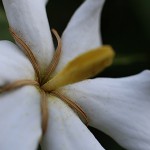 くちなし（（梔子）Gardenia jasminoides (1)