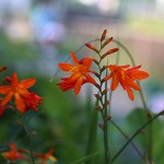 ひめひおうぎずいせん（姫檜扇水仙）Crocosmia x crocosmiiflora (2)