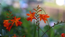 ひめひおうぎずいせん（姫檜扇水仙）Crocosmia x crocosmiiflora (2)