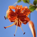 おにゆり（（鬼百合）Lilium lancifolium (4)