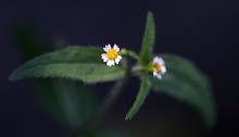 はきだめぐさ（（掃溜菊）Galinsoga ciliata (4)