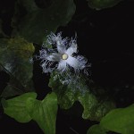 からすうり（烏瓜）Trichosanthes cucumeroides (4)
