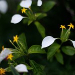 こんろんか（崑崙花）Mussaenda parviflora