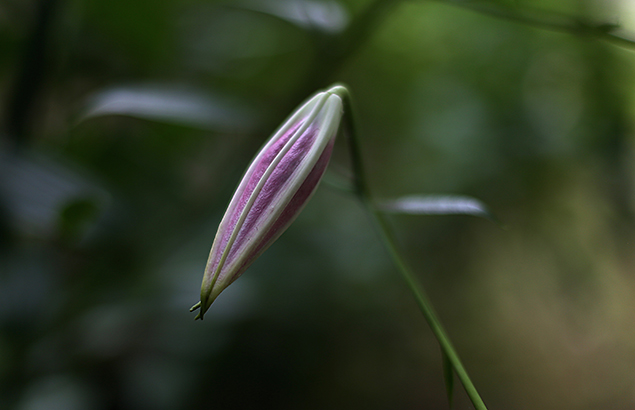 おにゆり（（鬼百合）Lilium lancifolium (1)