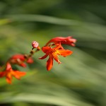 ひめひおうぎずいせん（姫檜扇水仙）Crocosmia x crocosmiiflora (4)