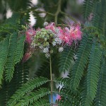 ねむのき（合歓の木）Albizia julibrissin (2)