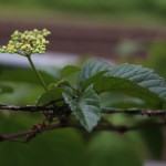 やぶからし（（薮芥子）Cayratia japonica