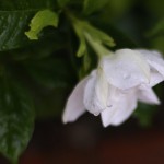 くちなし（（梔子）Gardenia jasminoides (4)