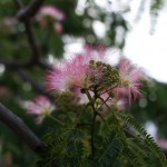 ねむのき（合歓の木）Albizia julibrissin (1)