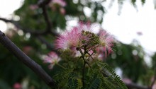 ねむのき（合歓の木）Albizia julibrissin (1)