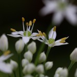 にら 韮）Allium tuberosum (6)