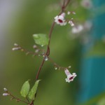 へくそかづら（（屁糞葛）Paederia scandens (7)