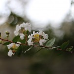 さるすべり（ （百日紅）Lagerstroemia indica (4)