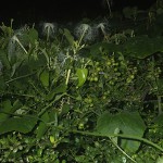 からすうり（烏瓜）Trichosanthes cucumeroides