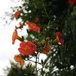 のうぜんかずら（（凌霄花）Campsis grandiflora