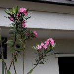 きょうちくとう（（夾竹桃）Nerium oleander var. indicum (1)