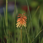 トリトマ Kniphofia