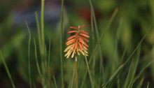 トリトマ Kniphofia