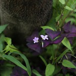 オキザリス ･トライアングラリスOxalis triangularis