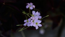 オキザリス ･トライアングラリスOxalis triangularis