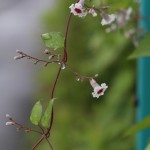 へくそかづら（（屁糞葛）Paederia scandens (8)