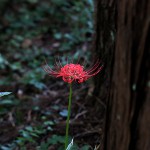 ひがんばな（彼岸花）Lycoris radiata (2)